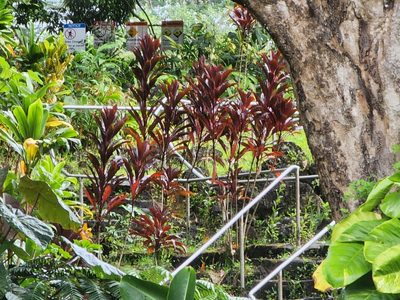 Cordyline fruticosa