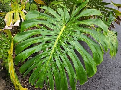 Monstera deliciosa, photographed by Tyler Bishop
