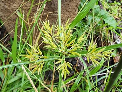 Cyperus polystachyos, photographed by Tyler Bishop