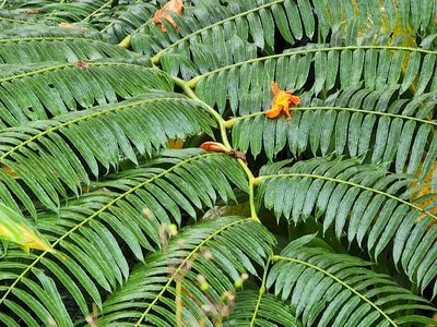 Angiopteris evecta