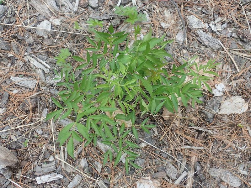 Aralia hispida, photographed by Lynn Harper