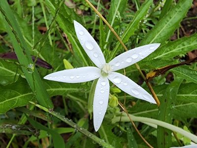 Hippobroma longiflora, photographed by Tyler Bishop