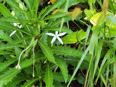 Hippobroma longiflora, photographed by Tyler Bishop