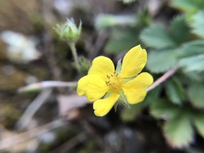 Potentilla canadensis, photographed by adam busey