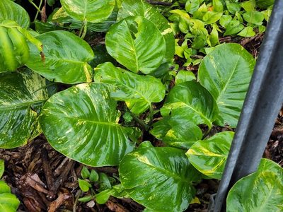 Epipremnum aureum, photographed by Tyler Bishop