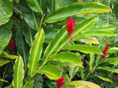 Alpinia purpurata, photographed by Tyler Bishop