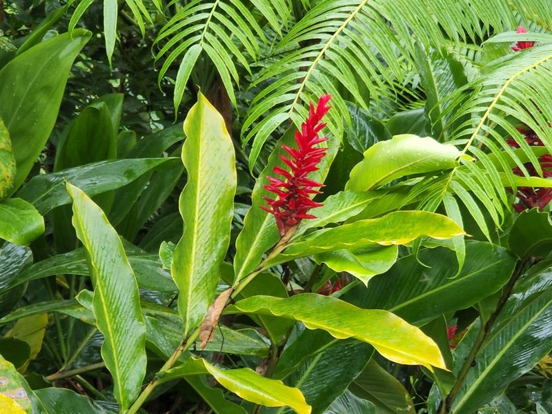 Alpinia purpurata, photographed by Tyler Bishop
