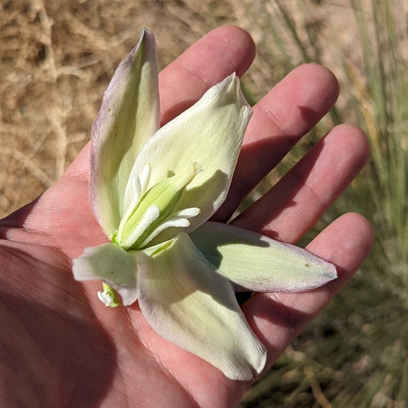 Yucca angustissima, photographed by Dominic Gentilcore