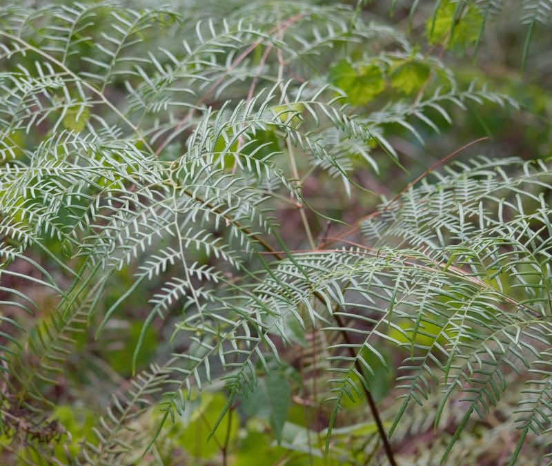 Pteridium caudatum, photographed by Josiah Londerée