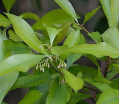 Ardisia elliptica