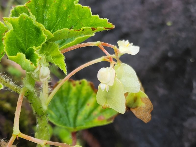 Begonia hirtella, photographed by Tyler Bishop