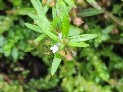 Oldenlandia corymbosa, photographed by Tyler Bishop