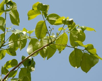 Bursera simaruba, photographed by Josiah Londerée