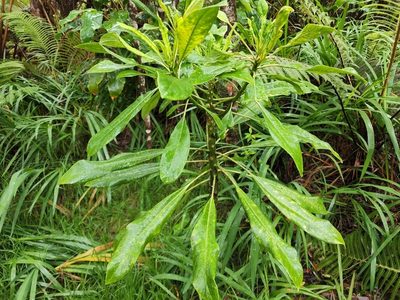 Clermontia hawaiiensis