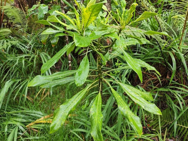 Clermontia hawaiiensis, photographed by Tyler Bishop