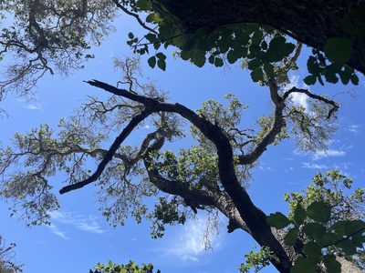 Quercus agrifolia, photographed by Jim Riley