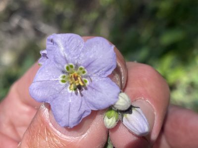 Solanum umbelliferum, photographed by Jim Riley