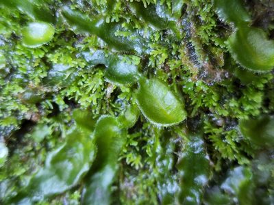 Dumortiera hirsuta, photographed by Tyler Bishop