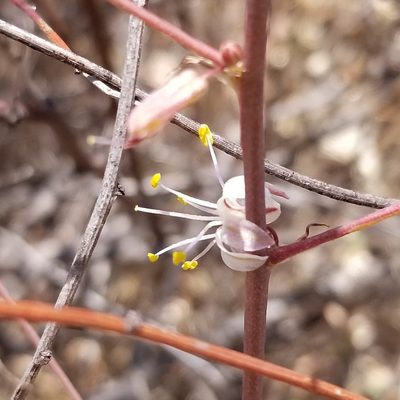 Hooveria parviflora, photographed by James C. Davis