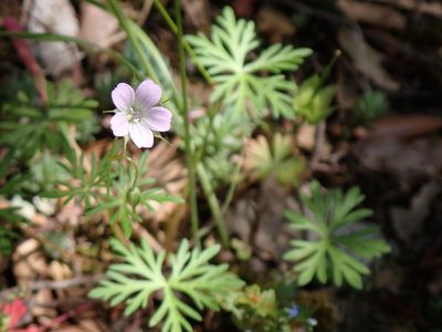 Geranium columbinum, photographed by David Delon