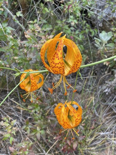 Lilium humboldtii, photographed by Jim Riley