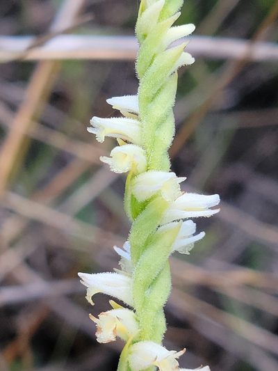 Spiranthes laciniata, photographed by Jay Horn