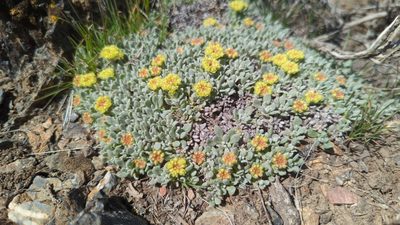 Eriogonum caespitosum, photographed by Alan Rockefeller