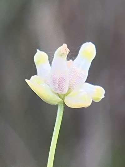 Burmannia capitata, photographed by Jay Horn