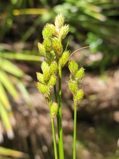 Carex longii, photographed by Jay Horn