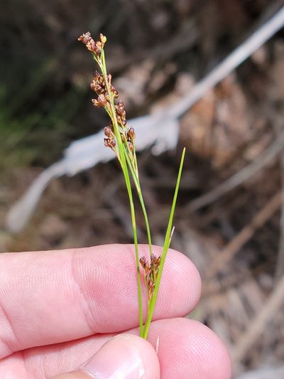Rhynchospora microcarpa, photographed by Jay Horn