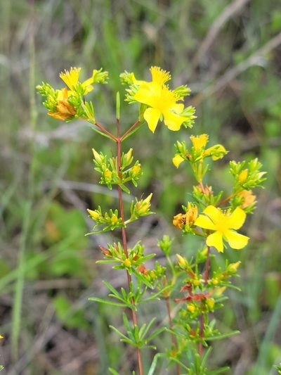 Hypericum limosum, photographed by Jay Horn