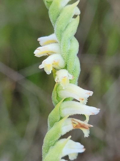 Spiranthes laciniata, photographed by Jay Horn