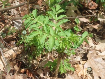 Aralia hispida, photographed by Lynn Harper