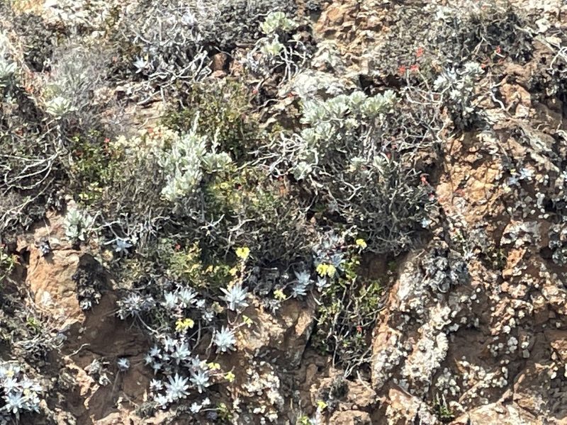 Dudleya greenei, photographed by Jim Riley