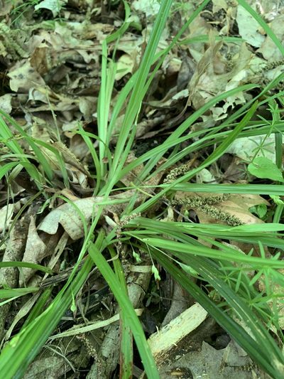 Carex cumberlandensis, photographed by Daniel J. Layton