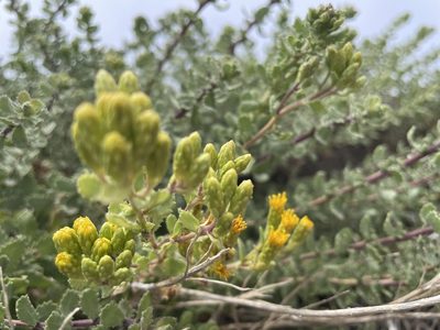 Isocoma menziesii, photographed by Jim Riley