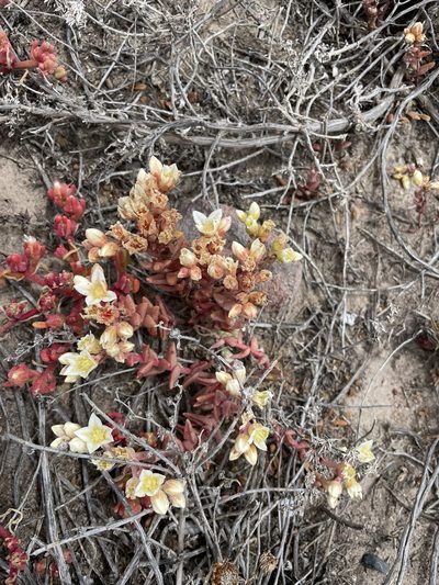 Dudleya nesiotica, photographed by Jim Riley