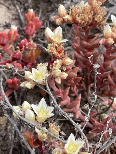 Dudleya nesiotica, photographed by Jim Riley