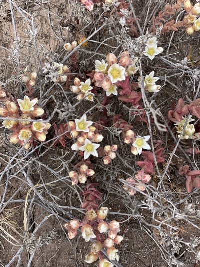 Dudleya nesiotica, photographed by Jim Riley