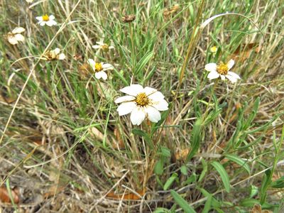 Melampodium leucanthum, photographed by Annika Lindqvist