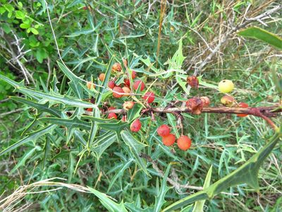 Berberis trifoliolata, photographed by Annika Lindqvist