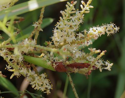 Serenoa repens