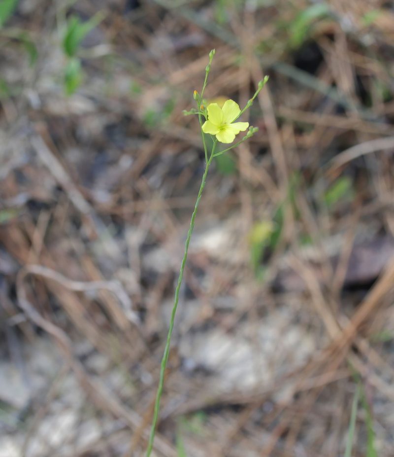 Linum medium, photographed by Lauren McLaurin