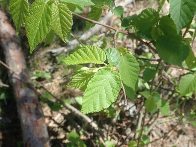 Corylus americana, photographed by Lynn Harper