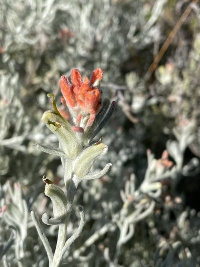 Castilleja hololeuca, photographed by Jim Riley
