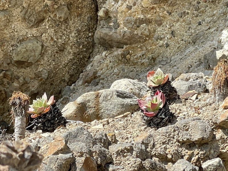 Dudleya candelabrum, photographed by Jim Riley