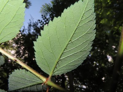 Aralia elata, photographed by Mila C.