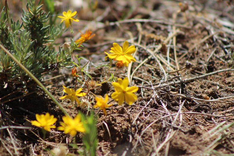 Pentachaeta aurea, photographed by Marc Whitaker