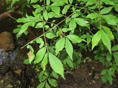 Euonymus alatus, photographed by Mila C.