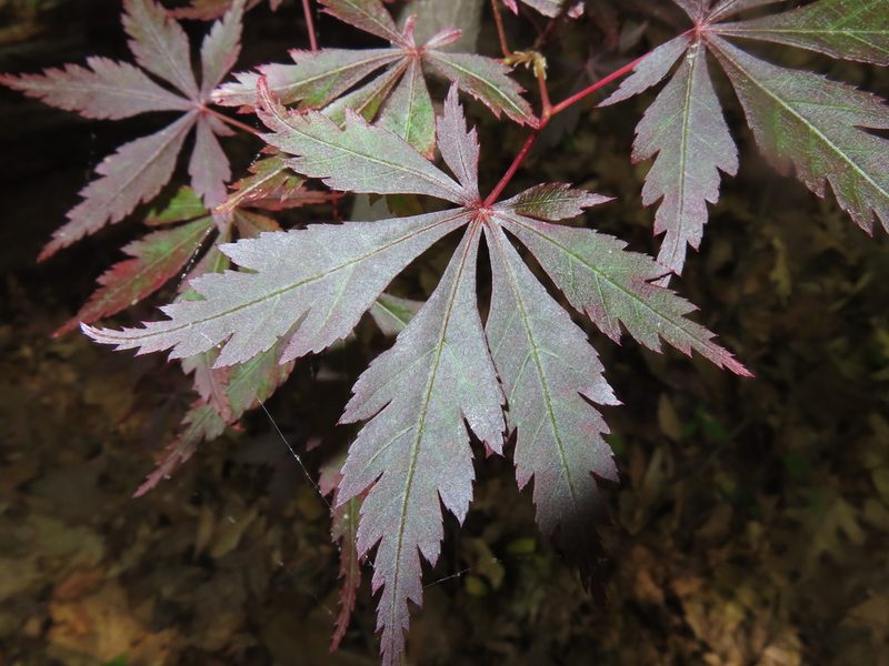 Acer palmatum, photographed by Mila C.